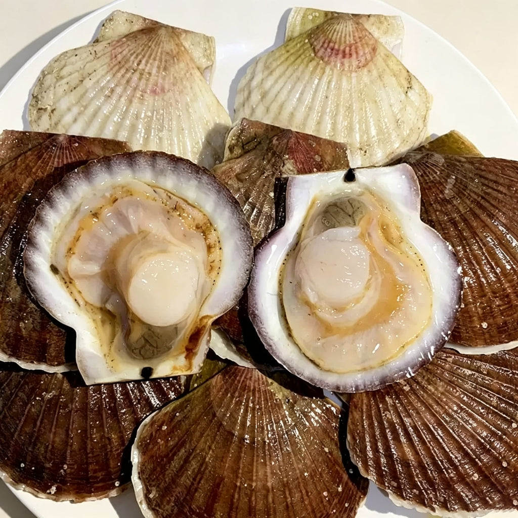 Frozen Whole Shell Scallops