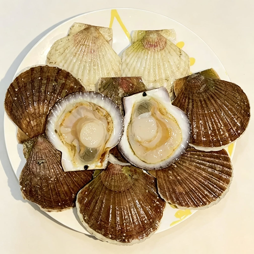 Frozen Whole Shell Scallops